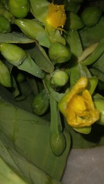 Close-up of yellow velvetleaf buds and flowers (Limnocharis flava)