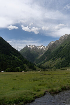 Vertical landscape of a green mountain valley with grazing cows and a stream in summer