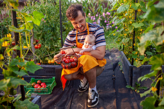 Man harvests tomatoes with his newborn baby. Portrait of farmers family picking vegetables from raised beds in summer garden.