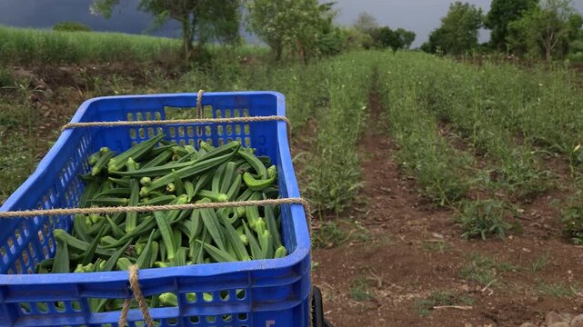 Fresh okra ladies finger harvest fills a blue crate placed on a motorcycle at an agricultural farm. A small business farmer picks homegrown produce in the background for sale at a local bazaar stall.