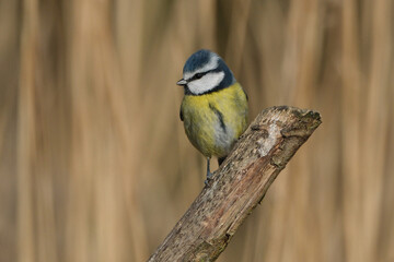 Eurasian blue tit (Cyanistes caeruleus) perched on a wooden branch against a blurred natural background © Badr