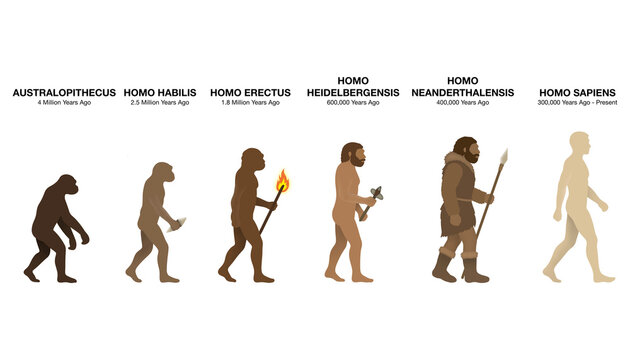 Educational anthropology infographic diagram showing human evolution timeline from Australopithecus, Homo habilis, erectus, heidelbergensis, neanderthalensis, to modern Homo sapiens