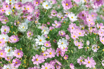 Fototapeta premium White and pink cosmos flowers background