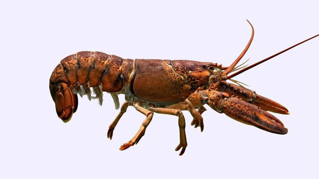 A close-up view of a live red crawfish or crayfish walking and moving its legs, isolated on a clean white background. Excellent for seafood menu marketing, cooking recipe videos, biological nature pre