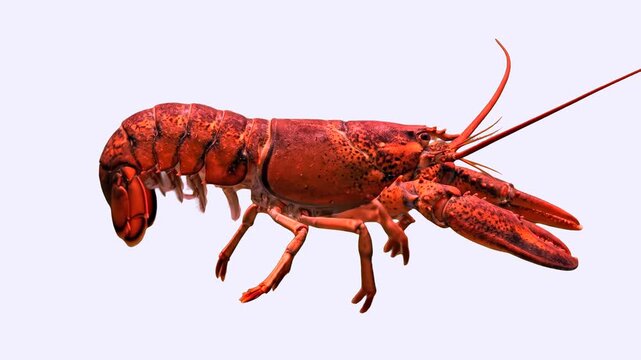 A close-up 3D animation of a red lobster moving its legs against a solid white background. This isolated clip is designed for easy compositing and clean integration into various video projects.
