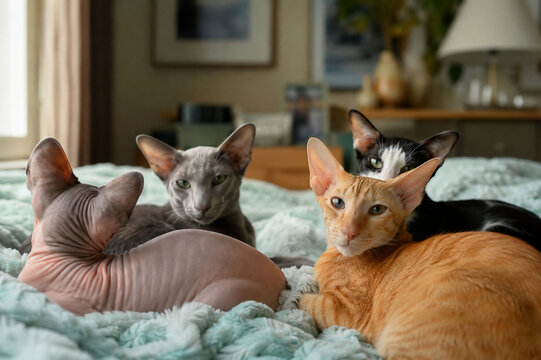 Four different domestic cat breeds lounge peacefully together on a soft teal blanket in a comfortable home bedroom setting.