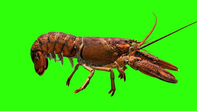 A detailed 3D model animation of a red freshwater crayfish (crawfish / lobster) crawling in profile view, isolated on a green screen chroma key background. Great for biology education, culinary themes