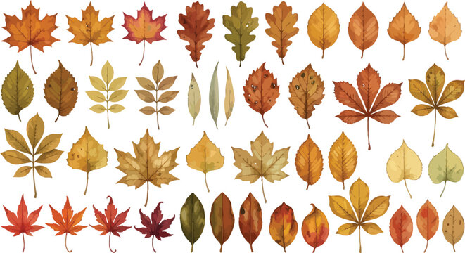 Collection of various autumn leaves isolated on a white background showing different shapes and colors of foliage from deciduous trees during fall season