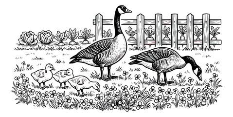 Vintage engraving of Canada geese family in farm garden, woodcut style goose and goslings illustration, rustic countryside landscape vector © sajida