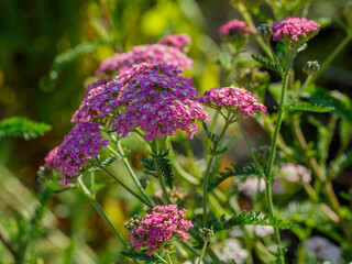 Common yarrow ( Latin- Achillea millefolium ) is a perennial herbaceous plant. It is used as a medicinal , spice, ornamental and honey plant © Flower_Garden