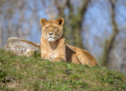 Female African Lion (Panthera leo)