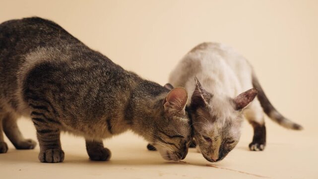 Pair of friendly kittens sharing food from the floor. Tabby and siamese cats licking a tasty treat in a studio with a neutral background