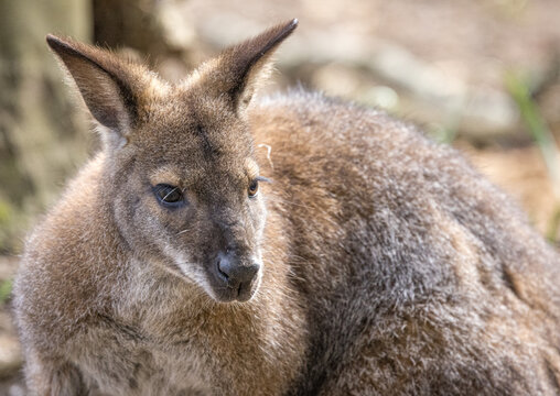 Wallaby (Notamacropus)