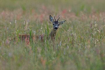 Sarna europejska (Capreolus capreolus) roe deer © Bartosz Rakoczy