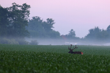 Jeleń szlachetny (Cervus elaphus), red deer © Bartosz Rakoczy