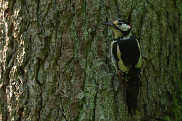 Dzięcioł duży (Dendrocopos major) © Bartosz Rakoczy