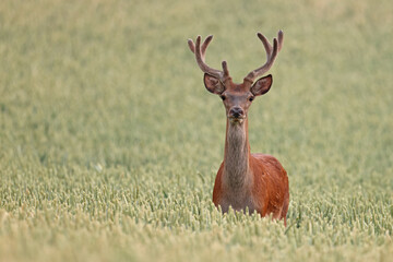 Jeleń szlachetny (Cervus elaphus), red deer © Bartosz Rakoczy