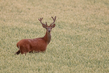Jeleń szlachetny (Cervus elaphus), red deer © Bartosz Rakoczy