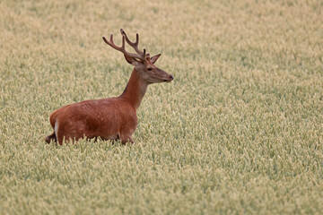 Jeleń szlachetny (Cervus elaphus), red deer © Bartosz Rakoczy