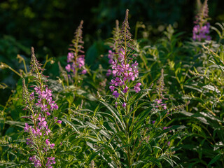 Obraz premium Chamaenerium angustifolium, or Fireweed narrow-leaved ( Epilobium angustifolium) is a perennial herbaceous flowering plant of the fireweed family. Natural background or wallpaper