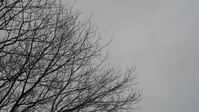 Dark, leafless tree branches swaying against a grey, overcast sky. Gloomy, melancholic mood for late autumn or winter scenes