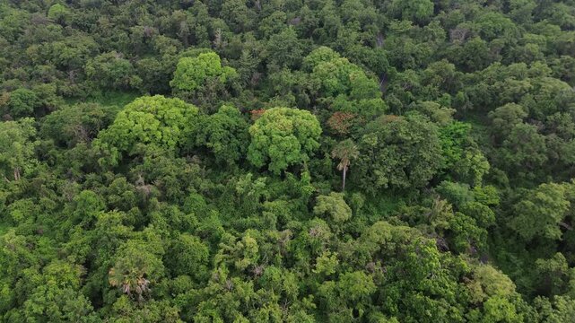 Aerial drone footage of a stunning panorama of Baluran Forest, in Baluran national park, at sunset, with a vast dry savannah and a group of cows passing by, in Situbondo regency, Java, Indonesia