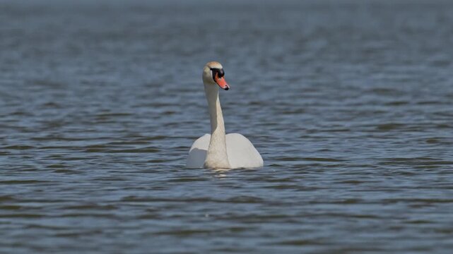 mute swan (Cygnus olor) bird swimming
