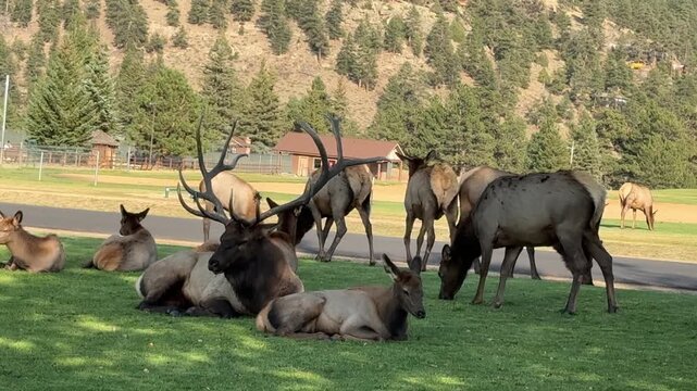 Bull Elk with a Herd of Cows