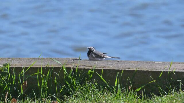 white wagtail (Motacilla alba) bird resting on concrete