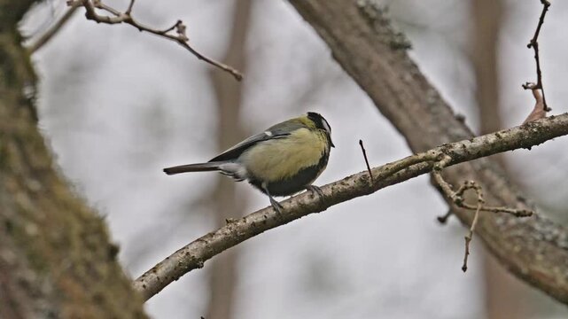 Great tit (Parus major) bird singing on a branch and flying off