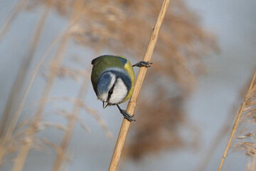 Eurasian blue tit perched on a dry reed stalk in winter, close-up of Cyanistes caeruleus looking down against a soft blurred background © Badr