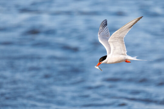 tern with a small fish in its beak and negative space