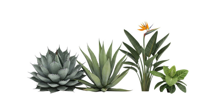 two agaves and two strelitzia plants with vibrant green and blue-green foliage and an orange bloom, professionally isolated on a bright white studio background, clean botanical catalog concept