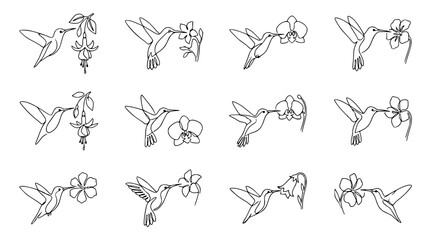 Hummingbird and Flower Line Art Collection: Delicate Ornithology and Floral Illustrations © Akun