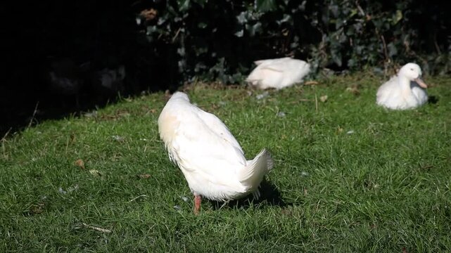 White Crested Duck Preening and Waddling Away, Ireland