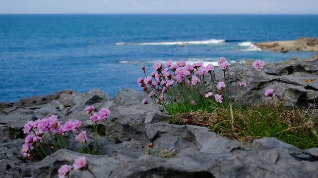 Pink sea thrift flowers blooming among limestone rocks beside the Atlantic Ocean in Ireland. Peaceful coastal landscape with rugged shoreline, crystal blue water and vibrant wildflowers on a sunny day
