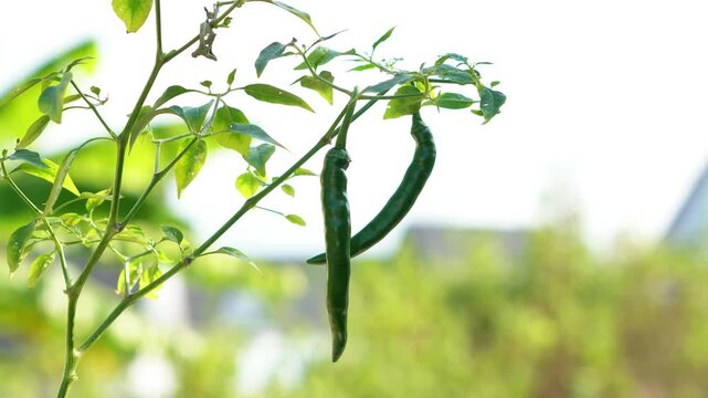 Green Chili Peppers Hanging on Plant in Natural Wind