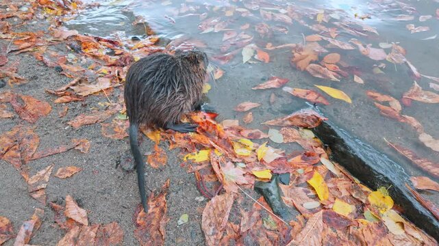 Pensive Coypu stands on shoreline and looking at water in fall time. Close-up of wet Nutria standing motionless on river bank covered in fallen vibrant autumn foliage and looks at river