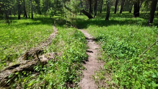 Forward-moving view of a narrow dirt trail curving to the right through a sunlit woodland clearing. Low grassy vegetation and small saplings line the path while taller trees