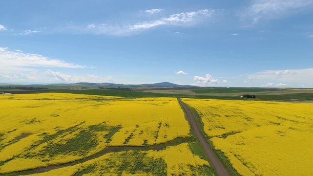 drone photo aerial of yellow canola fields on the Camas Prairie in Idaho 