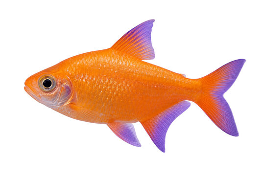 Fish Tropical Tetra With Orange Body And Purple Fins