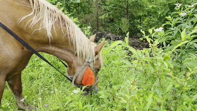 horse in the grass