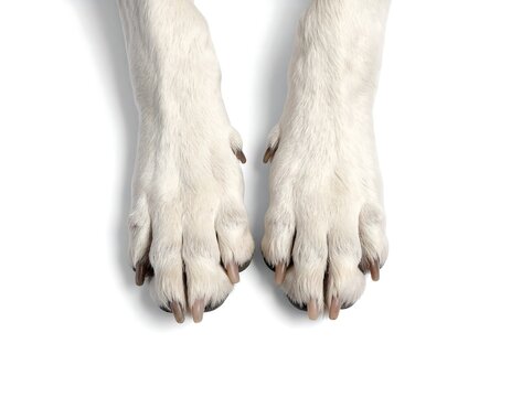 A close-up of two white dog paws with brown nails on a plain white background