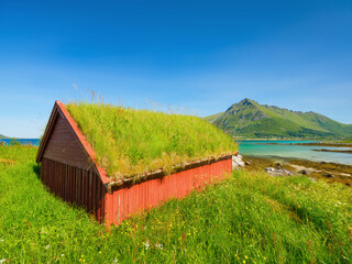 Fototapeta premium Traditional Norwegian house with a moss roof on a coastal meadow under the midnight sun. Rural field near a sea fjord during bright daytime in Norway.