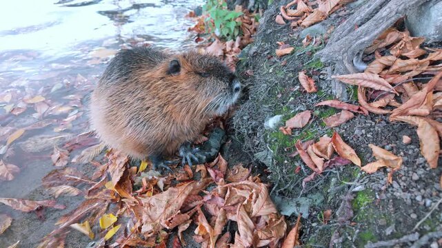 Close-up of Coypu standing on riverbank covered in fallen autumn leaves. Nutria stands on shore among fall foliage on water background, slow motion. Coypu on river bank dotted with fallen leafage