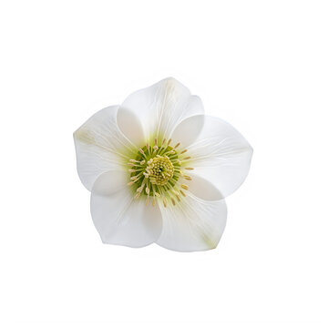 Single white hellebore flower blossom isolated on transparent background with delicate petals prominent