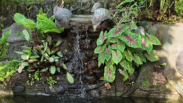 Small artificial stone waterfall fountain in a tropical garden with caladium plants and lush green foliage.