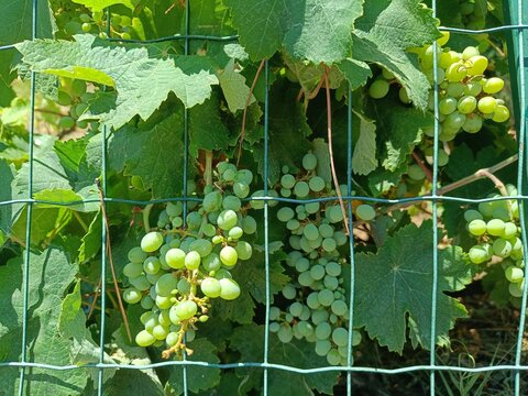 Grappe de raisin vert