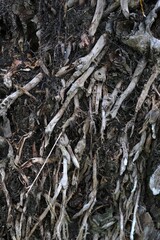 Fototapeta premium Close Up Texture of Gnarled Tree Bark Peeling and Cracking. Wooden background or background kayu