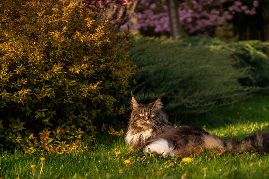 Large blotched tabby bicolor Maine Coon cat laying on the green grass in the golden light in summer garden. Selective soft focus